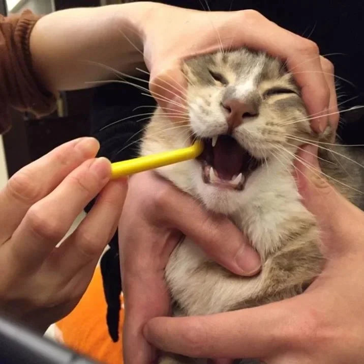 貓咪刷牙完整指南：降低抗拒、保護牙齦的溫柔技巧與 TePe 單頭牙刷