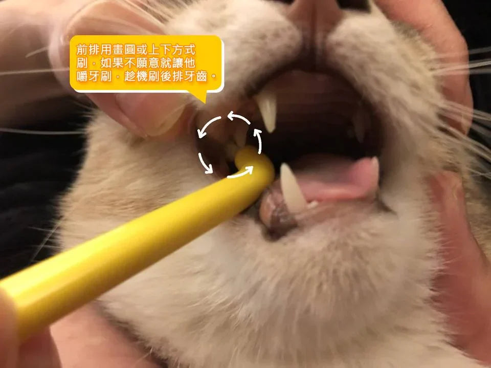 2026 寵物口腔護理完整指南：狗貓刷牙技巧、TePe 牙刷選擇，守護毛孩一生好牙