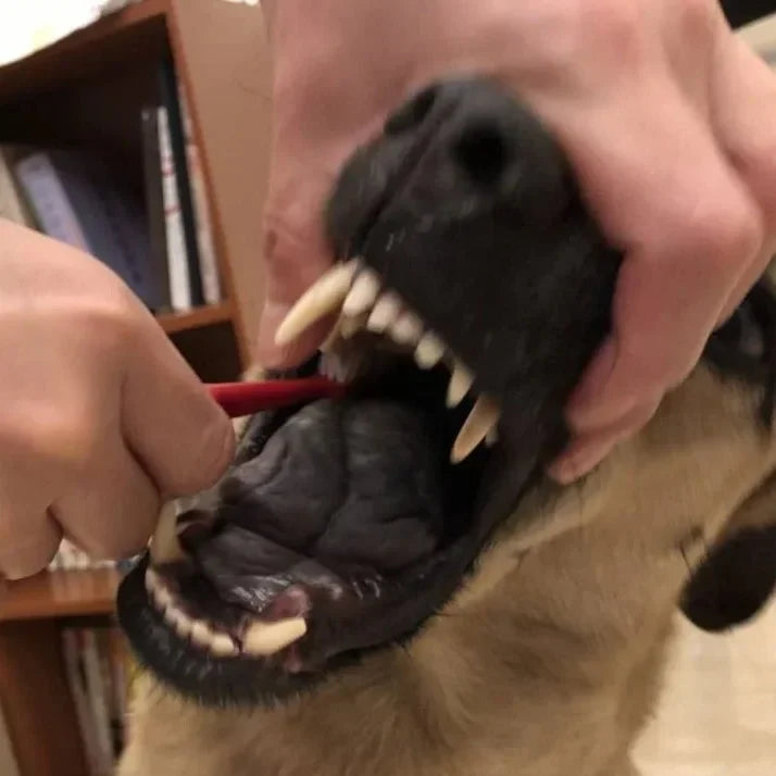 狗狗刷牙完整攻略：從大型犬到小型犬的刷牙技巧與 TePe 狗牙刷選擇